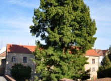 Na-túra - Famous trees of Kőszeg - Mobil guide walk