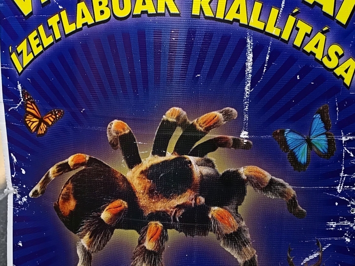 Ízeltlábúak kiállítás