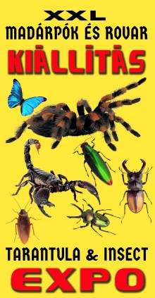 XXL madárpók és rovar kiállítás  plakát
