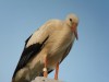 Málta szigetén pihentek az Afrikába tartó kőszegi gólyák